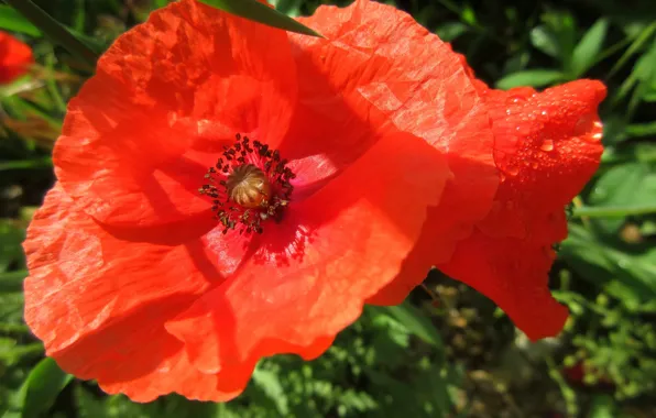 Maki, red poppies, Meduzanol ©, summer 2018