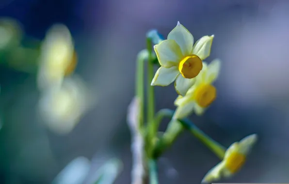 Picture macro, daffodils, bokeh