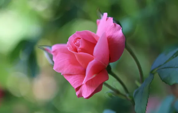 Macro, rose, petals, buds, bokeh
