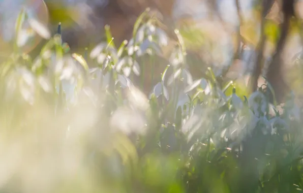 Picture light, flowers, nature, glare, glade, spring, snowdrops, gentle
