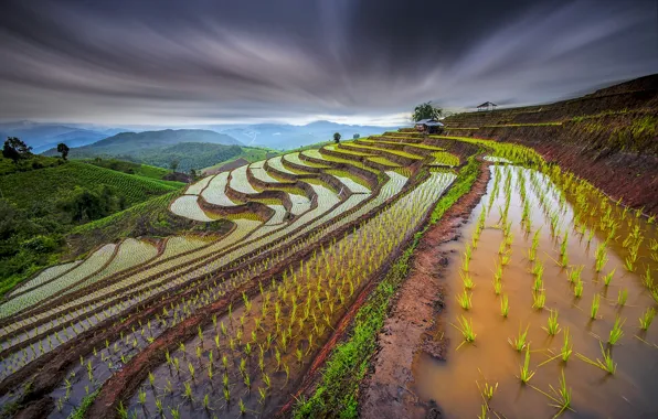 The sky, water, sprouts, the slopes, excerpt, Thailand, rice fields