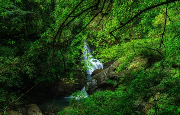 Photo, Nature, Rock, Branches, Moss, Taiwan, Waterfall, Waterfalls