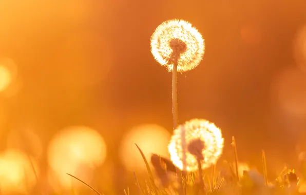 Light, flowers, fog, dawn, glade, morning, fluff, haze