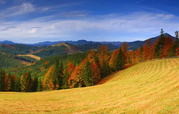 Field, autumn, forest, the sky, grass, the sun, clouds, trees