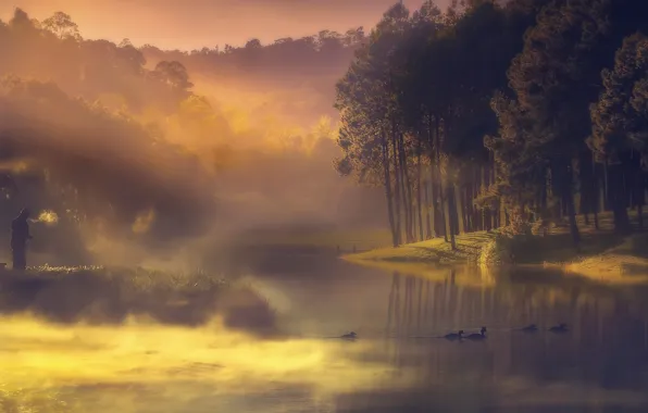 Picture fog, river, duck, fisherman, morning, haze