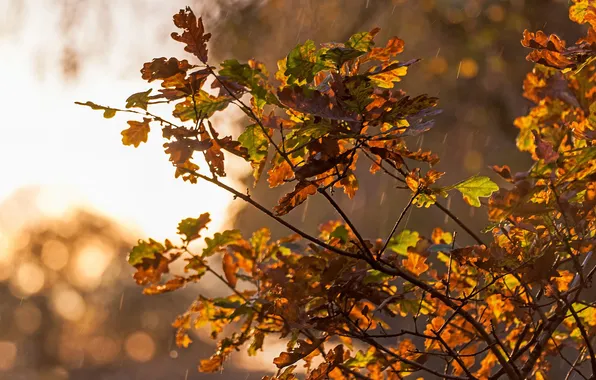 Picture autumn, leaves, drops, rain, tree, yellow, oak, crown