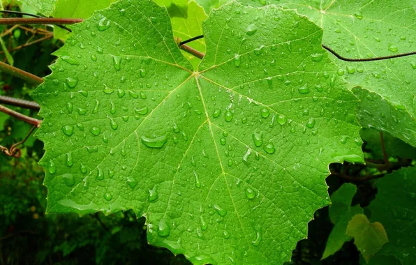 Picture ROSA, WATER, DROPS, GREEN, LEAF, PLANT, GRAPES, VINE