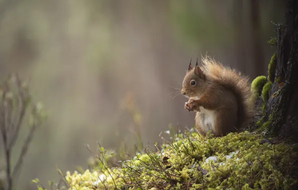 Nature, background, tree, moss, walnut, protein, sitting, bokeh