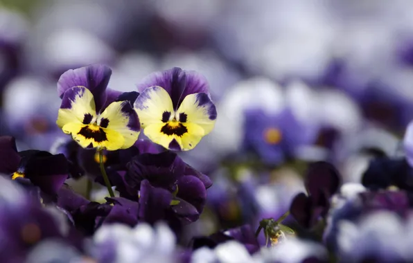 Flowers, yellow, blur, purple, Pansy