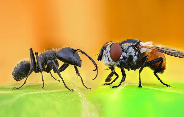 Fly, insect, ant
