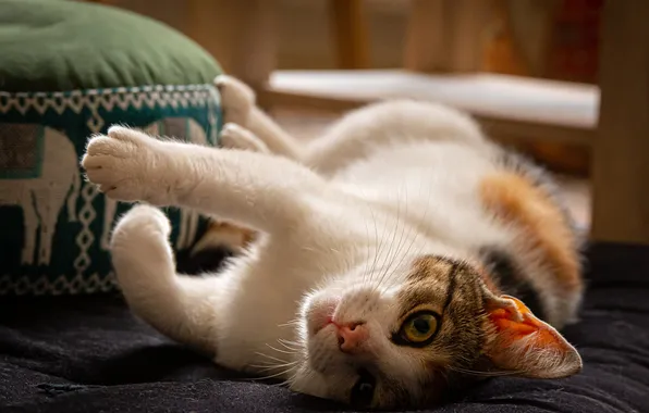 Cat, cat, look, pose, legs, lies, face, Ottoman