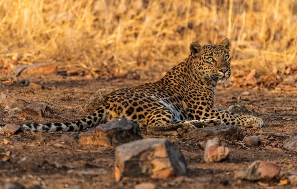 Grass, look, stones, leopard, lies