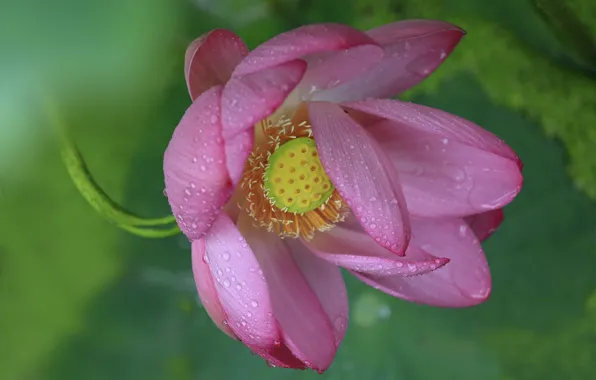 Drops, macro, petals, Lotus