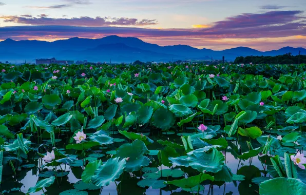 Picture the sky, leaves, clouds, flowers, mountains, blue, lake, pond