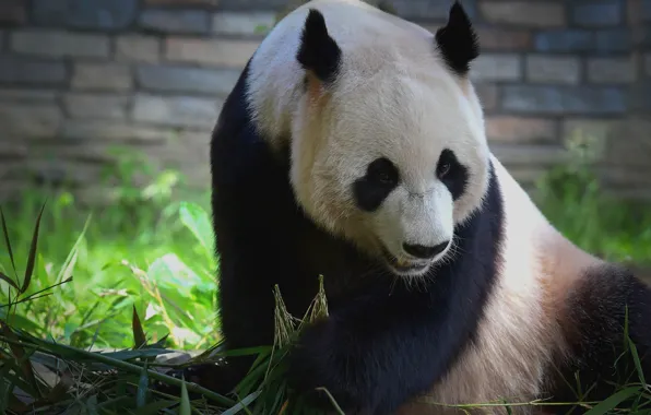 Face, bamboo, bear, Panda, bricks, sitting