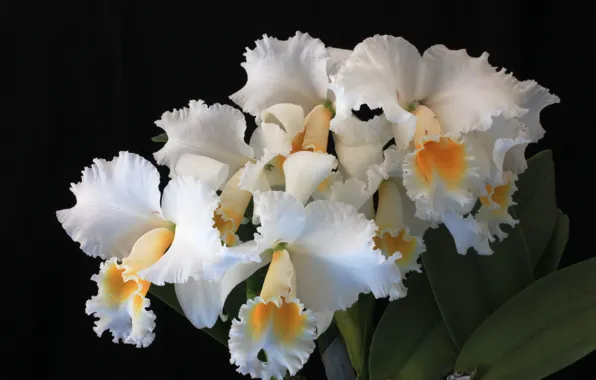 Macro, white, black background, orchids