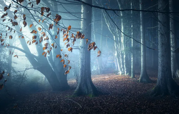 Picture forest, leaves, light, trees, night, branches, nature, fog