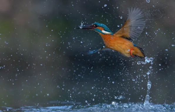 Picture water, drops, squirt, bird, fish, Kingfisher, kingfisher, catch