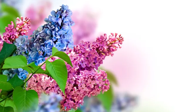 Nature, spring, lilac, inflorescence
