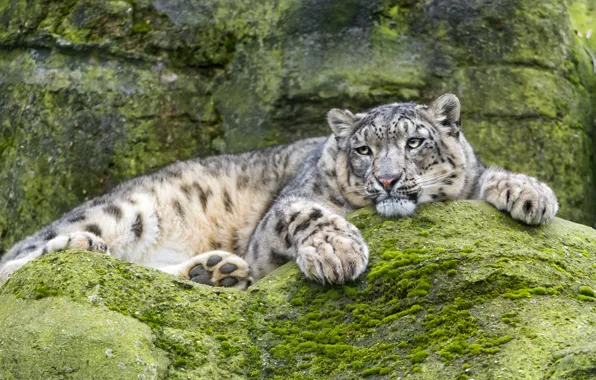 Picture cat, stay, stone, moss, IRBIS, snow leopard, ©Tambako The Jaguar