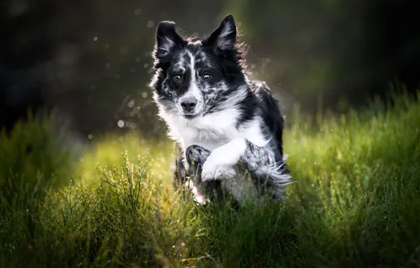 Grass, look, nature, pose, jump, dog, running, puppy