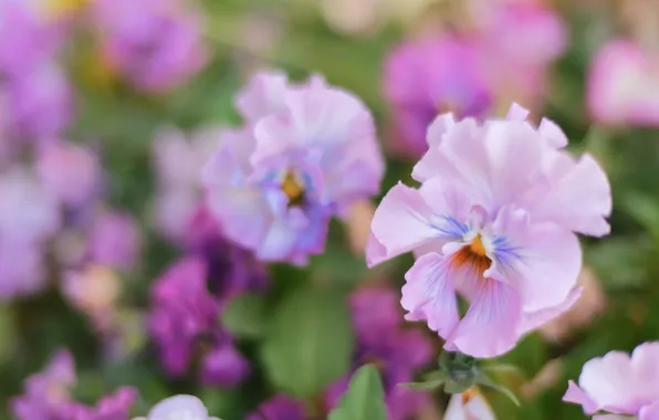 Summer, flowers, blur, garden, pink, Pansy, flowerbed, blur