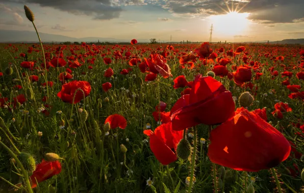 Summer, the sun, sunset, flowers, Maki, red, poppy field