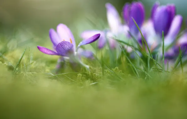 Picture macro, light, flowers, morning