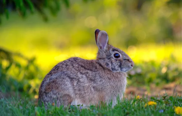 Picture greens, grass, grey, glade, hare, treatment, spring, Bunny