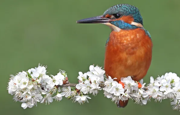 Picture flowers, branches, bird, flowering, Kingfisher
