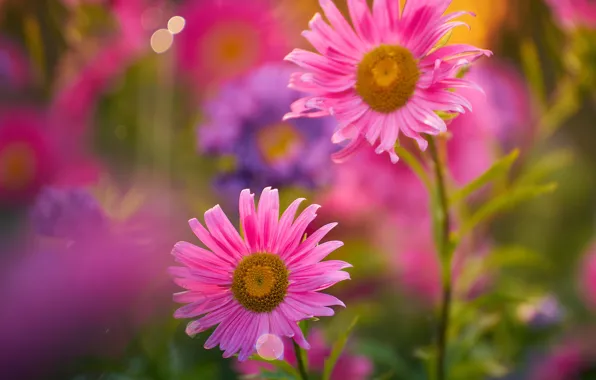 Pink, Duo, bokeh, Asters