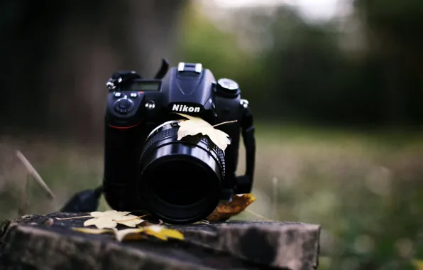 Picture FOREST, BLACK, LEAVES, The CAMERA, AUTUMN, STUMP, NIKON