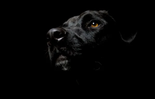 Face, dog, ears, Dog, dog