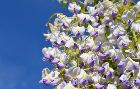 The sky, macro, Wisteria, Wisteria