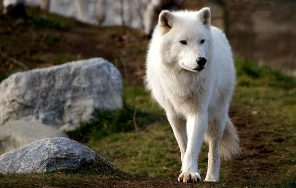 White, look, face, nature, stones, background, wolf, hill