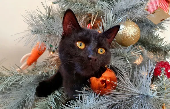 Winter, cat, cat, look, face, balls, branches, holiday