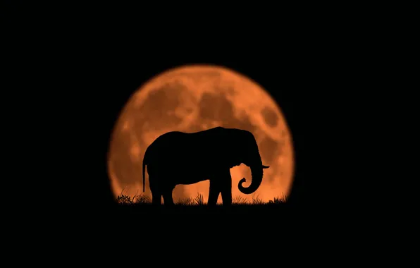 The moon, elephant, silhouette, Last of His Kind