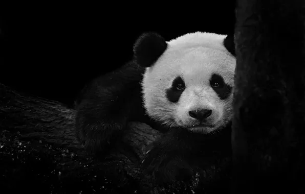 Look, portrait, bear, bear, Panda, bear, log, black background