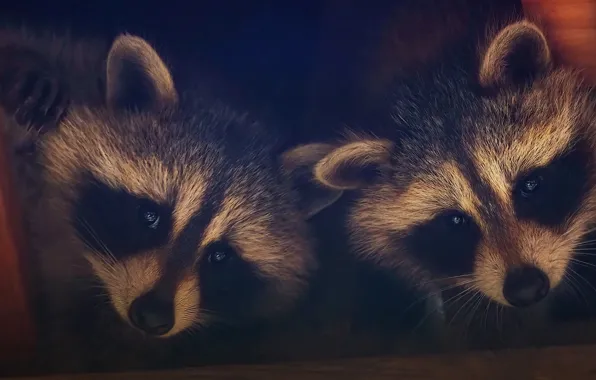 Look, the dark background, portrait, raccoon, a couple, raccoons, faces, two raccoons
