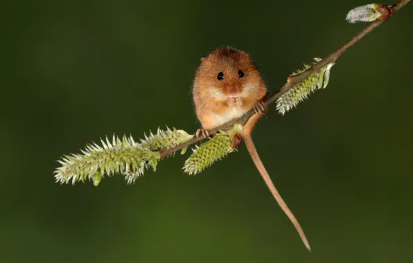 Branch, spring, mouse, mouse, green background, Verba, ponytail, the mouse is tiny