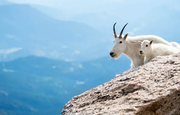 Animals, mountains, white, goat, goats, goat, Wallpaper from lolita777, mountain goat