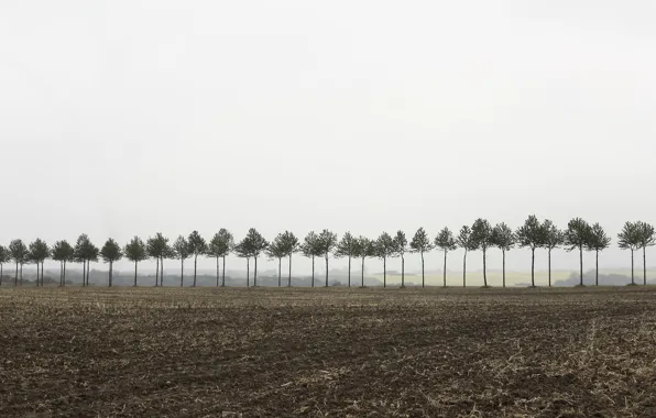 Picture field, trees, fog