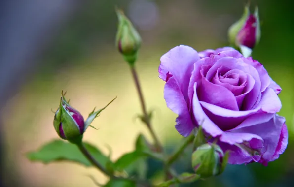 Roses, petals, purple, buds