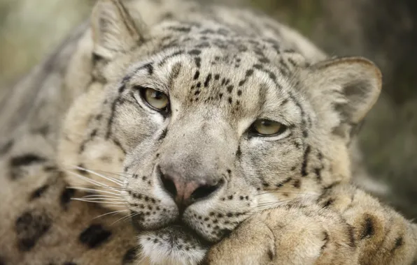 Snow leopard, head, feline