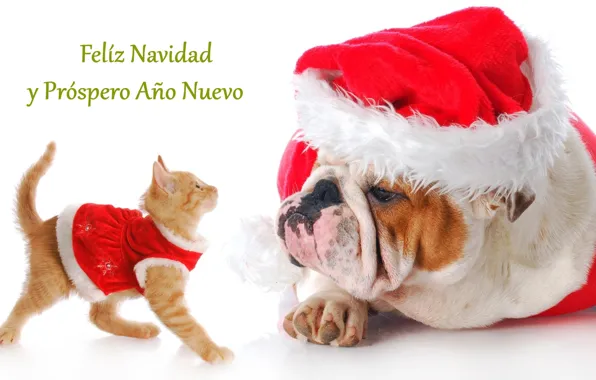New year, dog, kitty