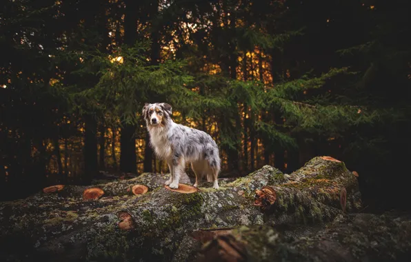 Autumn, nature, dog
