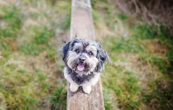Look, background, each, dog