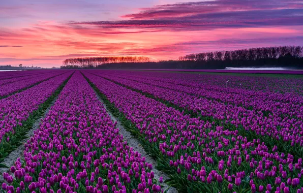 Picture field, trees, sunset, flowers, bright, spring, the evening, tulips