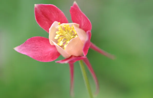 Picture flower, petals, Aquilegia, The catchment