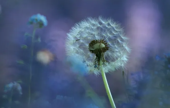 Flower, flowers, nature, background, dandelion, lilac, seeds, the parachutes